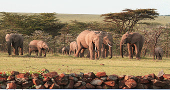 Mara House