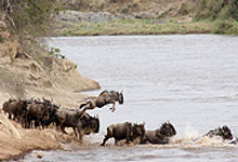Mara Intrepids Camp