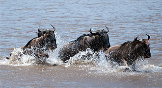 Mara Plains Camp
