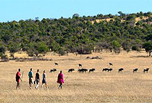 Mara Porini Walking Safaris, Masai Mara Kenya