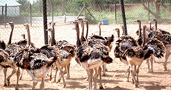 Masai Ostrich Resort 
