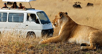 Masai Mara Safari 