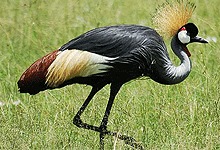 Crowned Crane