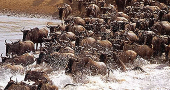 Masai Mara