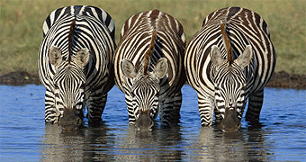 4 Days/ 3 Nights Kenya Safari 