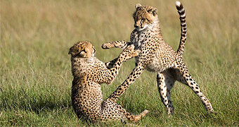Masai Mara Game Reserve