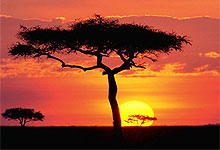 Desert Date Tree 