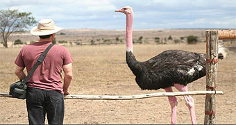 Masai Ostrich Farm 