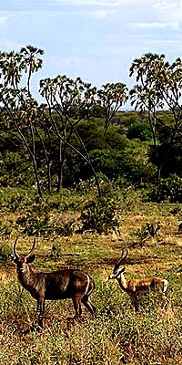 Meru National Park