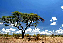 Meru National Park