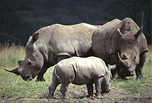 Meru National Park