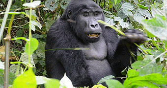 Mgahinga Gorilla National Park 