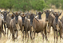 Migration herds in the Plains of the Serengeti National Park