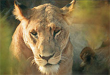 Lioness in Mikumi National Park
