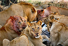 Lions mauling a zebra in Mikumi National Park Tanzania
