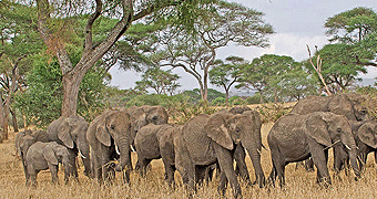 Mikumi National Park 
