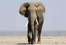 Mikumi National Park, Tanzania 