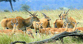 Mikumi National Park 
