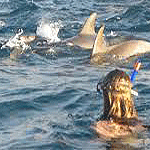 Dolphin and Snorkeling Full Day Trip/ Safari 