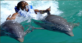 Dolphin and Snorkeling Mombasa