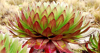 Mount Kenya