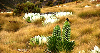 Mount Kenya