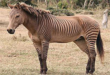 Zebroid at the Mt. Kenya Animal Orphanage
