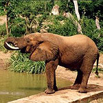 Mwaluganje Elephant Sanctuary