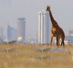 Nairobi national park