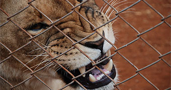 Nairobi National Park