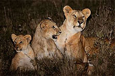 Nairobi  Night Game Drive 