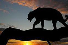 Nairobi  Night Game Drive 