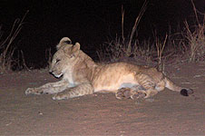 Nairobi  Night Game Drive 