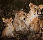 Nairobi Night Safari