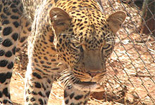 Leopard in Nairobi Animal Orphanage in Nairobi Kenya 