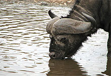 Buffalo Drinking Water in Nairobi National Park