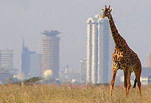 Nairobi National Park 6 miles from the City of Nairobi, Kenya