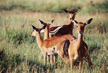 Nairobi National Park, Impala Nairobi Kenya