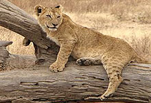 Lion cub in a tree at Nairobi National Park