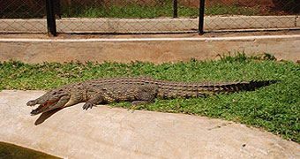 Nairobi Snake Park