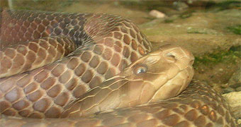 Nairobi Snake Park 