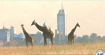 Nairobi Tented Camp 