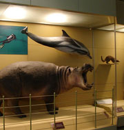 nairobi national museum