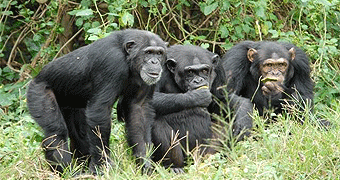 Ngamba Island Chimpanzee Sanctuary