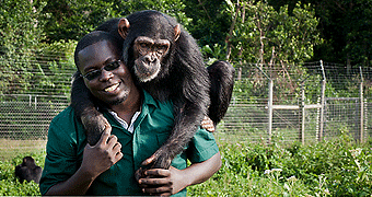 Ngamba Island Chimpanzee Sanctuary