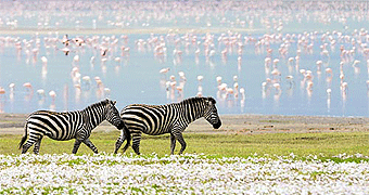 ngorongoro crater day  safari