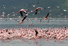Alkaline Lake in Ngorongoro Crater Tanzania