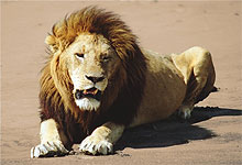 Male Lion in the floor of the Ngorongoro Crater
