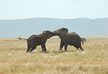 Ngorongoro Crater Tanzania