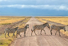 Ngorongoro Crater Zebras in Tanzania